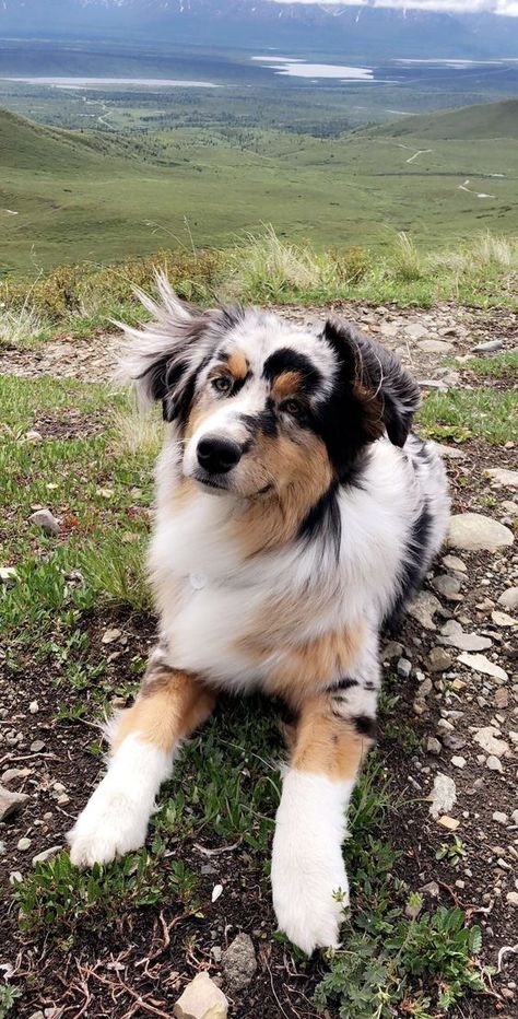 There are some dogs who were just born to be in the outdoors and run free. Farm Dog Breeds, Farm Dogs Breeds, Best Farm Dogs, Dog Farm, Australian Shepard, Cele Mai Drăguțe Animale, Aussie Puppies, Psy I Szczenięta, Aussie Dogs