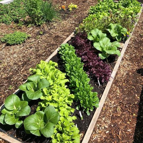 Beautiful Front Yard Vegetable Gardens, Vegetable Garden Layout Design, Garden Bed Layout, Small Vegetable Gardens, Garden Layout Vegetable, Vertical Garden Diy, Potager Garden, Backyard Vegetable Gardens, Garden Design Layout