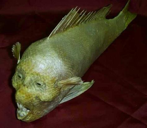 Wtf fish Cursed Fish Images, Internet Nostalgia, Ugly Fish, Funny Fish, Fish Face, Weird Fish, All Fish, Cute Fish, Fishing Humor