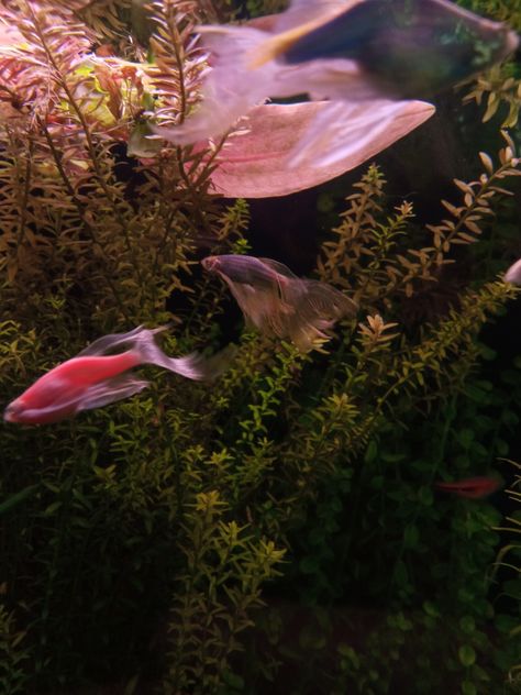 Pink, Fish, Pink Aquarium