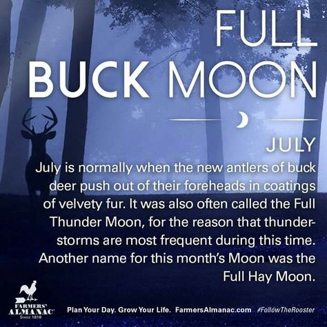 Buck Moon Meaning, Moon Months, Moon Mythology, Full Moon 2023, July Meaning, July Full Moon, Full Moon July, Folklore Legends, Full Buck Moon