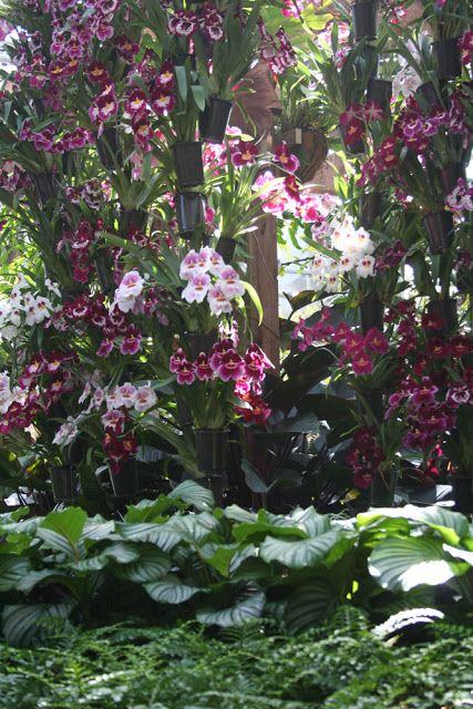 The Rainforest Garden: Orchid Daze: Liquid Landscapes Natural Garden, Rainforest Garden, Hanging Orchid, Atlanta Botanical Garden, Orchid Garden, Orchids Garden, The Rainforest, Orchid Plants, Beautiful Orchids