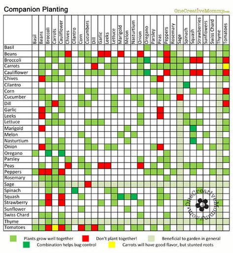 Gardening for Dummies: Companion Planting {Free Printable} - onecreativemommy.com Permaculture, Companion Planting Guide, Companion Planting Chart, Companion Planting Vegetables, Gardening Videos, Gardening For Dummies, Garden Companion Planting, Tattoo Plant, Basil Plant