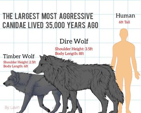 Real life direwolves are probably closer to what Robbin would want to see in a castle Werewolf Poses, Fantasy Werewolf, Types Of Wolves, Sea Wolves, Wolf Size, Commission Ideas, Largest Wolf, Werewolf Stories, Demon Wolf