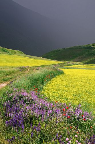 I campi attorno Castelluccio di Norcia - Patrizio Pacitti Amazing Nature, Matka Natura, Umbria Italy, Have Inspiration, Wallpaper Tumblr, Alam Yang Indah, Alam Semula Jadi, Umbria, Pretty Places