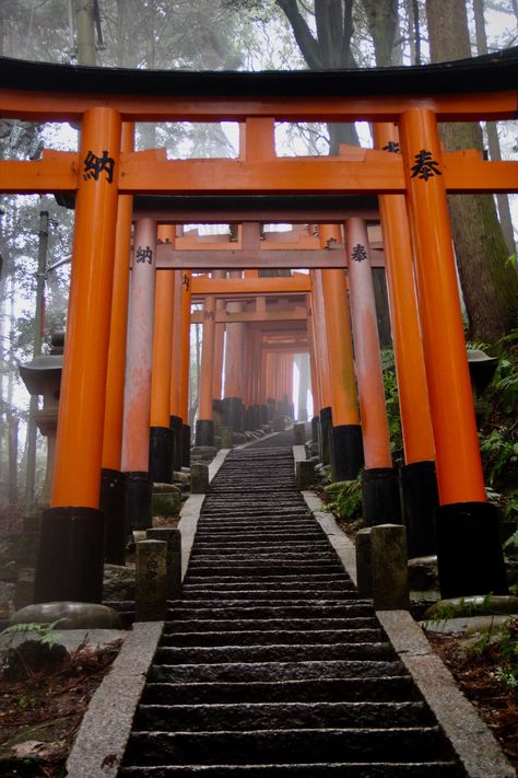 5 must-see places in Kyoto ... Travel Guide to the best shrines, temples, & castles to visit Fushimi Inari Shrine Photography, Japanese Buddhist Temple, Japanese Shrine Aesthetic, Inari Temple, Shrines In Japan, Japanese Shrines, Asian Temple, Autumn Japan, Japanese Temples