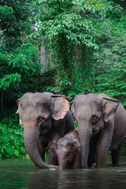 Elephants In Water, Cool Animal Photos, Thai Elephant Art, Wild Animals Photography Wildlife Nature, Animals Wild Amazing Photos, Elephants Aesthetic, Elephant In Jungle, Animals In Water, Photos Of Elephants