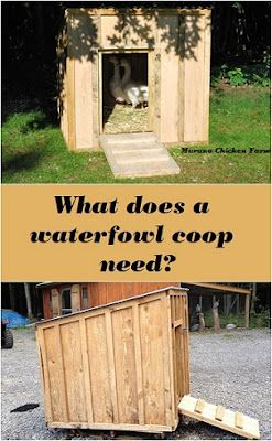 Goose Coop, Duck House Diy, Duck Enclosure, Duck House Plans, Goose House, Chicken Coop Blueprints, Backyard Ducks, Duck Coop, Duck Farming