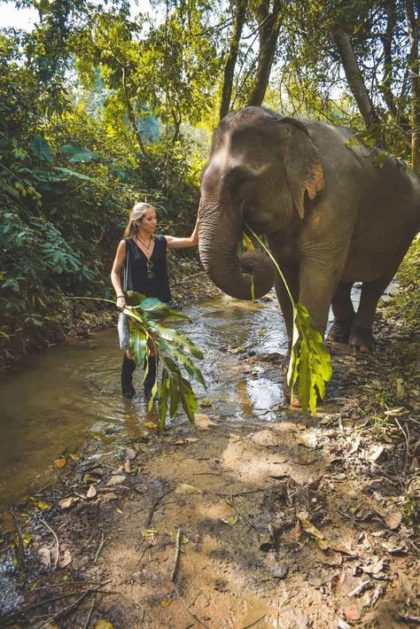 Ethical Elephant Experience in Luang Prabang: MandaLao Elephant Conservation: Stoked to Travel Organisation, Luang Prabang, Ivory Trade, Turtle Conservation, Wildlife Biologist, Wildlife Travel, Animal Conservation, Save The Elephants, Oceanography