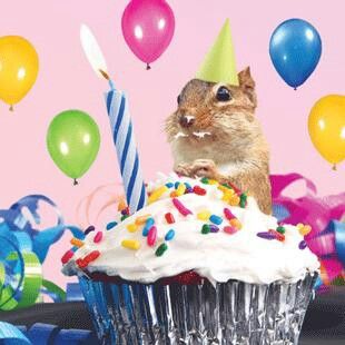 Birthday squirrel Happy Birthday Squirrel, Birthday Squirrel, Cupcake Birthday Cards, Forest Birthday, Hamster Eating, Funny Hamsters, Cupcake Birthday, Cute Squirrel, Birthday Pictures