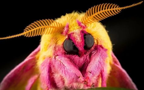 Poodle Moth, Maple Moth, Moth Drawing, Moth Tattoo Design, Rosy Maple Moth, Cute Moth, Atlas Moth, Moth Wings, Moth Art