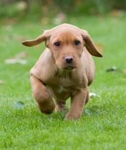 A new puppy will grow up quickly. How To Convince Your Parents For A Dog, Animal Tips, Dog Things, Dog Information, Puppy Stuff, Really Cute Dogs, Getting A Puppy, Dog Hacks, Puppy Care