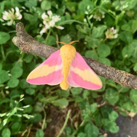 i want to go to a maple tree rich deciduous forest and see one of these moths. eastern parts of the usa and canada. Nature, Rosey Maple Moth Drawing, Rosie Maple Moth, Rosey Maple Moths, Rosy Maple Moth Aesthetic, Rose Maple Moth, Bethany Aesthetic, Rosy Moth, Rosy Maple Moth Tattoo