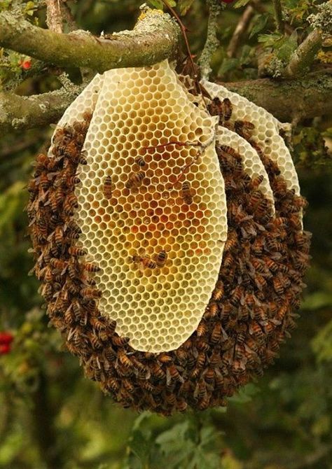 Good example of a Hive in the Wild.  As I understand it, this hive is doomed to die because it is in the elements.  In a tree hollow or cave cavity, in a building or man made hive box .... It would survive almost anything. But because this wild hive can get wet, come winter, it will not be able to keep warm. Bee Hive Plans, Wild Bees, Bee Swarm, Honey Bee Hives, Bee Hives, Bee Boxes, Bee Skep, I Love Bees, Bees And Wasps