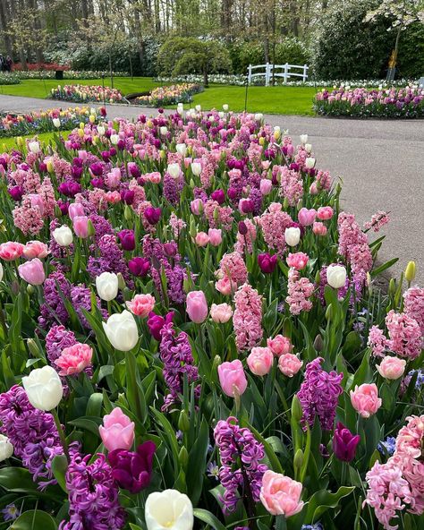 Pretty Flower Landscape, Garden With Tulips, Pretty Flowers Garden, Tulip Display Gardens, Hyacinths And Tulips, Floral Garden Ideas, Garden Tulips Ideas, Tulips And Lavender Garden, Tulip Ideas Garden