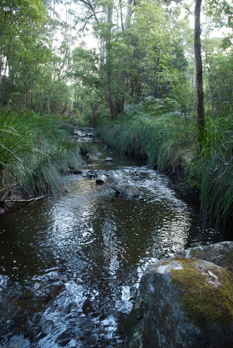 Scotsdale Creek in Harewood Forest Denmark Western Australia Nature, Australia Forest, Gumnut Baby, Denmark House, Harewood House, Australia Landscape, Western Australia, Denmark, Forest