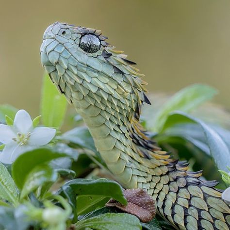 African Bush Viper, Bush Viper, Vine Snake, Viper Snake, Mantis Shrimp, Pretty Snakes, Tropical Forests, Habitat Destruction, Snake Art