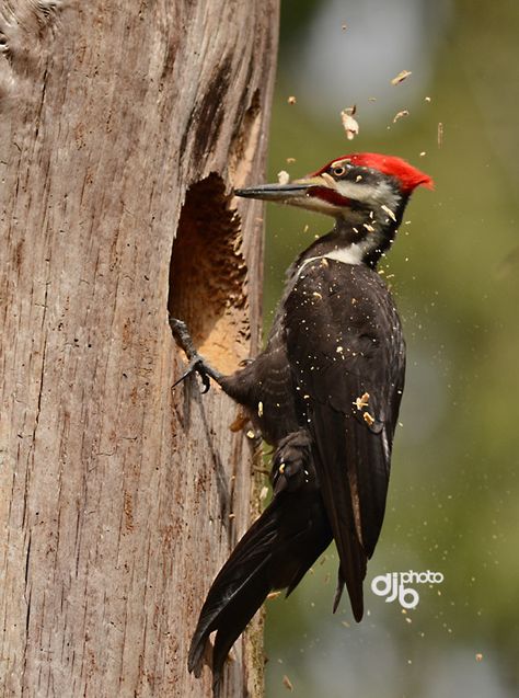 Pileated Woodpecker.WoW ! Woodpecker at work! Woodpeckers, Nature, Woodpecker Photography, Woodpecker Illustration, Woodpecker Bird, Ruskin Bond, Pileated Woodpecker, Book Illustration Layout, Landscape Architecture Drawing