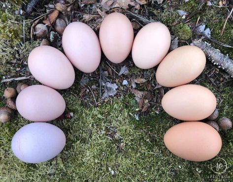 Pink Eggs Chickens, Barred Rock Chickens Eggs, Quail Egg Colors, Pink Egg Laying Chickens, Welsummer Chicken Egg, What Chickens Lay What Color Eggs, Lavender Orpington Chickens Eggs, Colorful Chicken Eggs, Barnevelder Chicken Egg Color