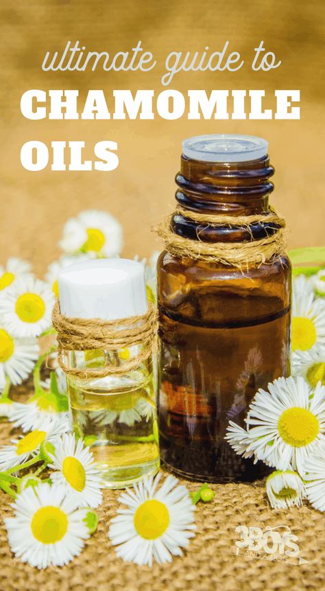 chamomile oils guide including differences between roman and german Chamomile Skin Benefits, Ragweed Allergy, Nighttime Tea, Benefits Of Chamomile, Essential Oil For Skin, Diy Perfume Recipes, Diy Massage Oil, Essential Oil Perfume Blends, Chamomile Plant