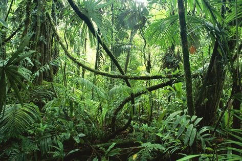 African jungle | Grass, Steroids, and Perseverence | The New Authors Fellowship Corcovado National Park, African Jungle, Alien Encounters, Jungle Forest, Jungle Scene, Biome, Welcome To The Jungle, Jungle Book, Belize