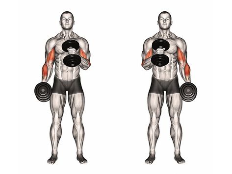 Hammer Curls vs. Bicep Curls: Which One Builds Bigger Arms? - Old School Labs Upper Body Workout Gym, Workouts Videos, Thursday Workout, Biceps Curl, Dumbbell Bicep Curl, Reverse Curls, Huge Biceps, Workout Split, Arm Curls