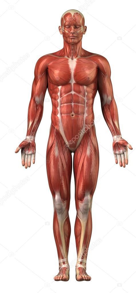 Dive into the ultimate study guide for the muscular system, where anatomy and physiology converge. Nursing students, elevate your understanding and master the art of human motion with every page turn. . Muscular System Diagram, Human Body Muscles, Body Muscle Anatomy, Human Muscular System, Muscular System Anatomy, Muscle Diagram, Human Respiratory System, Human Muscle Anatomy, Muscle System