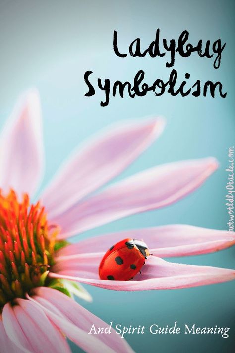 Ladybug ladybug, fly away home. Learn the symbolism of this lovely insect and what messages the ladybug spirit guide brings you! Ladybug Sayings, Ladybug Symbolism, Ladybug Meaning, Green Witchery, Ladybug Quotes, Groot Dancing, The Ladybug, Angel Cards Reading, Ancient Goddesses