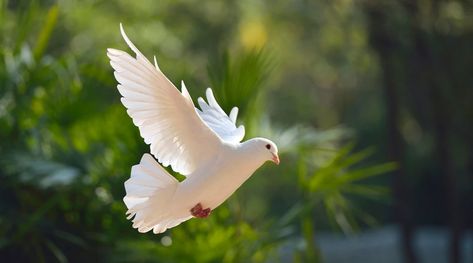 Flying pigeon in the woods Dove Symbolism, Pigeon Flying, Flying Pigeon, White Pigeon, Dove Bird, Landscape Horizontal, Love Connection, Saint Esprit, Bird Pictures