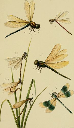 Natur Tattoo Arm, Dragonfly Illustration, Dragonfly Drawing, Botanisk Illustration, Dragon Flys, Desen Realist, Vintage Dragonfly, Edouard Manet, Dragonfly Art