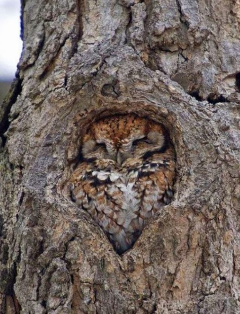 4. An owl in a tree trunk via mxrelax Goldfinch, Cele Mai Drăguțe Animale, Photo Animaliere, Matka Natura, Funny Owls, Owl Pictures, Beautiful Owl, Animal Photo, 귀여운 동물