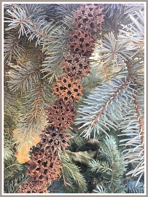 Gardening Christmas Tree - Never miss the fantastic and greatest deal. Click to visit and discover more! Natal, Sweet Gum Ball Garland, Foraging Christmas Decor, Natural Garland Christmas, Organic Christmas Tree Decorations, All Natural Christmas Tree, Natural Garland Diy, Sweetgum Balls Crafts, Sweetgum Crafts