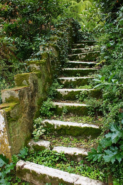 Old staircase overtaken by Mother Nature Inverness, Rustic Landscape, Garden Rustic, Stone Steps, Garden Stairs, Stone Stairs, Garden Steps, Take The Stairs, Stairway To Heaven