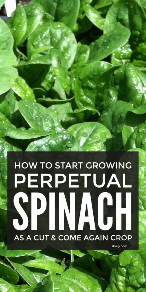 Spinach Growing, How To Grow Spinach, Grow Spinach, Best Companion Plants, Growing Vegetables In Pots, Spinach Seeds, Growing Spinach, Bucket Gardening, Vegetable Garden Diy