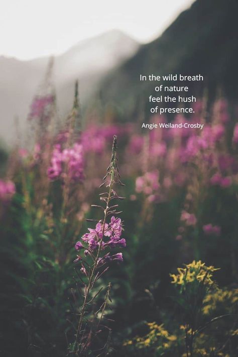 soulful nature quote | purple and yellow wildflowers | nature photography by Eberhard Grossgasteiger | a blog post to soothe the soul about reclaiming your inner wild nature child to relieve stress and promote well being |  "In the wild breath of nature feel the hush of presence."  #quotes #soulful #naturequotes #naturephotography #eberhardgrossgasteiger #wildflowers #meadow #inspirational #nature #blogging #naturelovers #fun #wellbeing #childhood #angieweilandcrosby #momsoulsoothers Nature, Nature Sounds Quotes, Wild Nature Quotes, Wild Flowers Quotes, Meadow Quotes, Poetry On Nature, Yellow Flower Quotes, Presence Quotes, Quotes Shakespeare