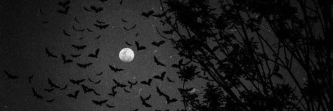 Witchy Header Aesthetic, Horror Header Aesthetic, Bat Banner Discord, Bat Twitter Header, Gothic Banner Discord, Gothic Discord Banner, Gothic Header, Black Aesthetic Banner, Dark Emo Aesthetic