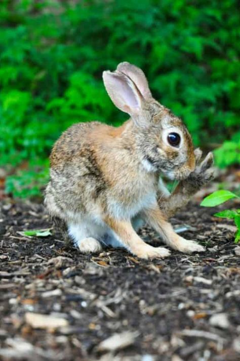 Learn more about the animals in animals that call Shenandoah National Park home. Discover more about amazing critters. Nature, Desert Cottontail, Cottontail Rabbit, Wild Bunny, Snowshoe Hare, Rabbit Hunting, Hunting Guide, White Sands National Monument, Rabbit Life