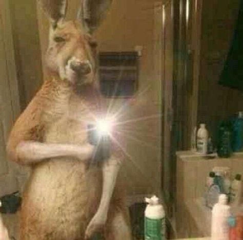 Mirror selfie | My pet dog, Funny selfies, Taking good selfies Bored Mood Pics, Good Selfies, Toilet Memes, Cute Guys Snaps, My Pet Dog, Toilet Art, Funny Selfies, Funny Poses, Mirror Selfie Poses