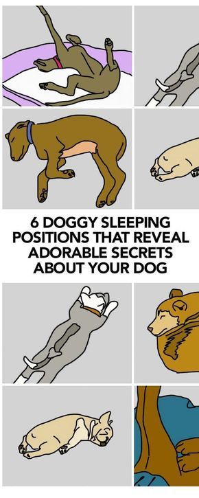 Dog sleeping positions and their meanings Dog Sleeping Area, Dog Sleeping Positions Meaning, Crafts With Dogs, Cool Dog Stuff, Cute Dog Stuff, Lou Dog, Dog Sleeping Positions, Dogs Sleeping, Sleep Positions