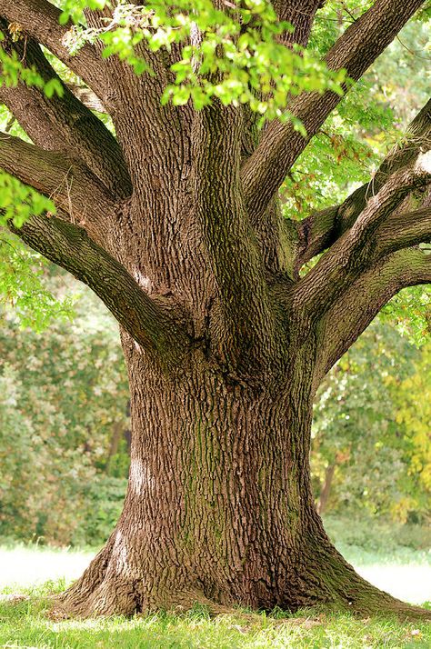 Trunk Close-up Of Old Oak Tree In Late Photograph by Sieboldianus Tree Trunk Painting, Weird Trees, Old Oak Tree, Blur Photo Background, Old Trees, Unique Trees, Tree Trunks, Tree Photography, Big Tree