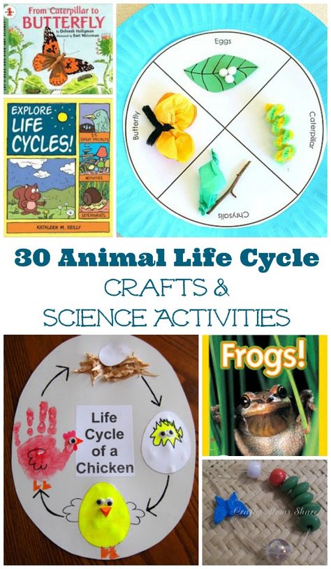 Kids will enjoy these books, crafts and hands-on activities that explore animal life cycles! Insect Life Cycle Activities, Life Cycle Project, Insect Life Cycle, Science Life Cycles, Life Cycle Craft, Animal Life Cycles, Life Cycles Activities, Books Crafts, Science Projects For Kids