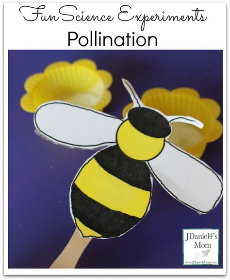 Fun Science Experiments- Pollination Nature, Pollination Activities For Kids, Pollination Experiment, Pollination Activity, Before And After School, Bee Activities, Preschool Science Activities, Chore Charts, Science Activities For Kids