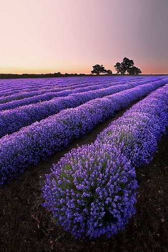 lavender-explosion...Another shot from the summer of the beautiful lavender field at Faulkland in Somerset. by Graham McPherson | Flickr - Photo Sharing! Moderne Have, Belle Nature, Lovely Lavender, All Things Purple, Lavender Fields, Alam Semula Jadi, Wisteria, Belle Photo, Nature Beauty