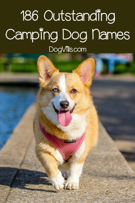 Looking for a dog name inspired by your love of the great outdoors? Check out 186 camping dog names, mountain-related names and even some trail dog names! Dog Training Tips, Camping Dog, Trail Dog, Photo Party, Dog Camping, Fun Photos, Pet Sitters, Dog Signs, Puppy Training