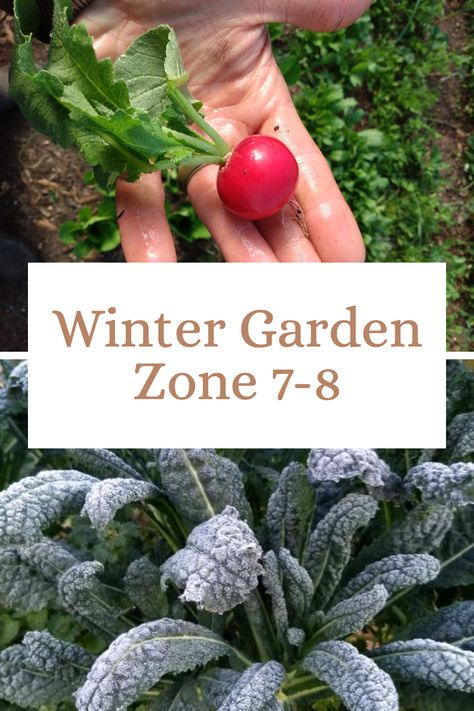 Don't let winter or frost kill your garden! Learn how to grow vegetables all year long in zone 7a, 7b, 8a, and 8b. Zone 8 Winter Garden, Zone 8b Winter Garden, Zone 7 Winter Garden, Prepping Garden For Winter, Fall And Winter Garden Zone 7, Fall And Winter Garden, 7b Zone Plants, 7a Planting Zone, Fall Garden Zone 7b