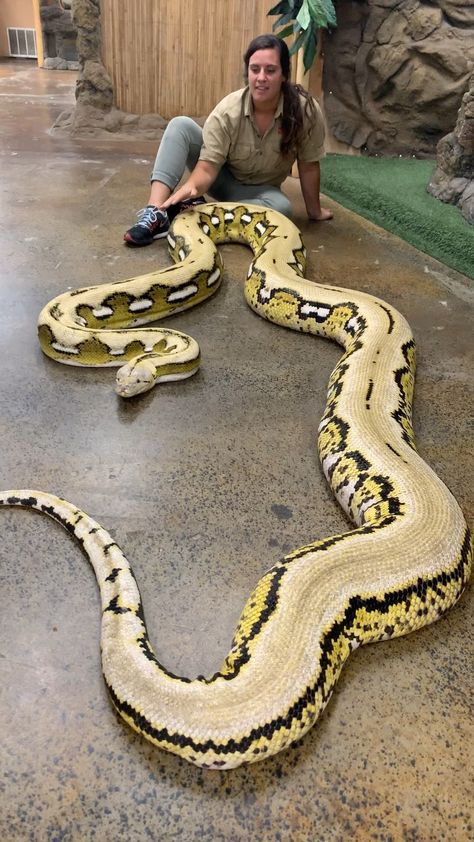 The Reptile Zoo on Instagram: “We love the idea of getting to constantly educate people about these Gentile Giants, there is nothing in culture that encourages us to like…” Kawaii, Zoo Keeper Aesthetic, Zookeeper Aesthetic, Titanoboa Snake, Zoo Aesthetic, Anaconda Snake, Reptile Zoo, Small Snake, Pretty Snakes