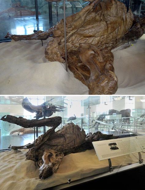 This Edmontosaurus Mummy, Or AMNH 5060, The First Dinosaur Specimen Found To Include A Skeleton Encased Inside Skin Impressions Prehistoric Animals Dinosaurs, History Of Earth, Dinosaur Skeleton, Ancient Animals, Dinosaur Funny, A Skeleton, Paleo Art, Dinosaur Bones, Extinct Animals