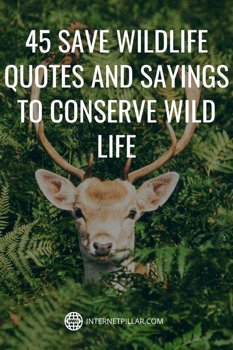 45 Save Wildlife Quotes and Sayings to Conserve Wild Life - #quotes #bestquotes #dailyquotes #sayings #captions #famousquotes #deepquotes #powerfulquotes #lifequotes #inspiration #motivation #internetpillar Quotes About Animals And Nature, Quotes About Wild Animals, Quotes About Wildlife, Wildlife Conservation Quotes, Wildlife Quotes Animals, Wild Nature Quotes, Wild Animal Quotes, Save Wildlife Slogans, Save Animals Quotes