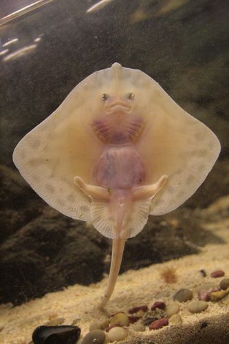 Baby Stingray Bali Floating Leaf Eco-Retreat. http://balifloatingleaf.com/ Weeping Angels, Baby Stingray, Animale Rare, Ocean Creatures, Sea Animals, 귀여운 동물, Anemone, Animals Friends, Sea Creatures