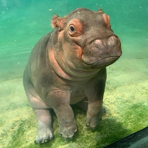 Nature and Animals on Twitter: "Just some baby hippos vibing to brighten your day.… " Hippopotamus, Cute Aquatic Animals, House Hippo, Fiona The Hippo, Cute Hippo, Baby Hippo, Monday Blues, Jungle Animals, Sea Animals